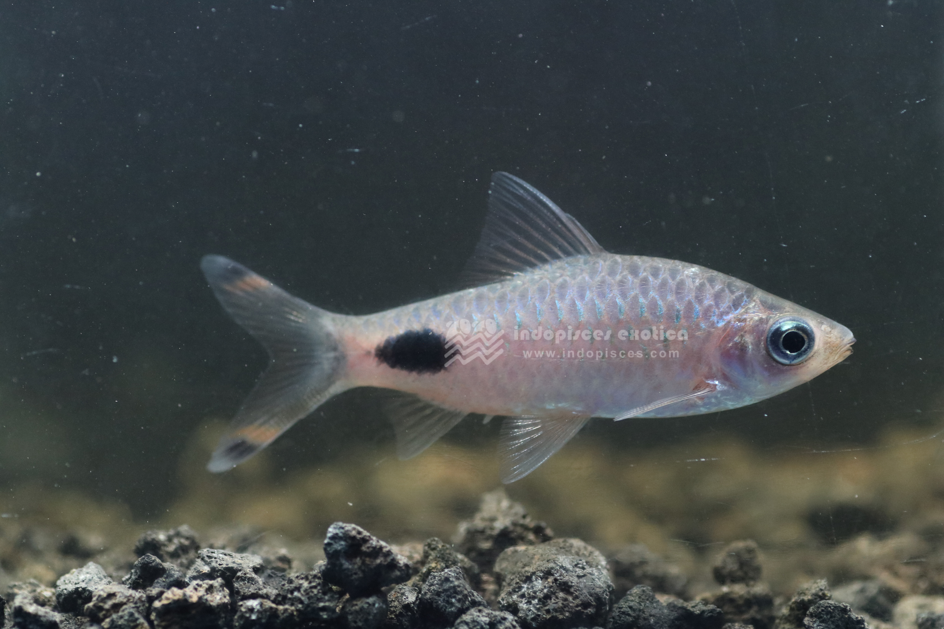 Puntius Filamentosus